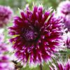Dahlia 'Clair Obscur' (22217)