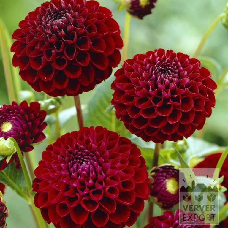 Dahlia 'Natal' (22246)