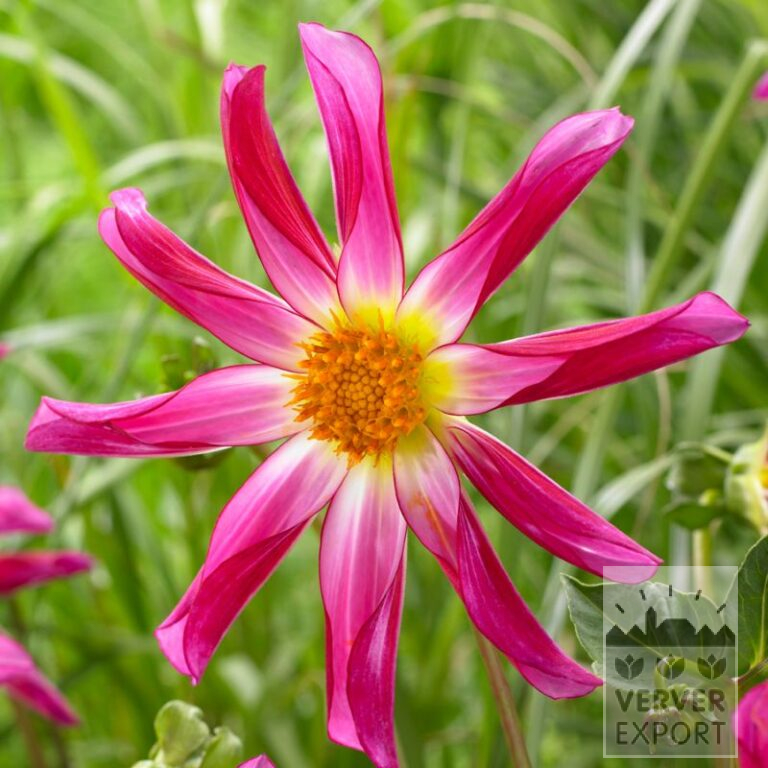 Dahlia Honka Rose (22264)