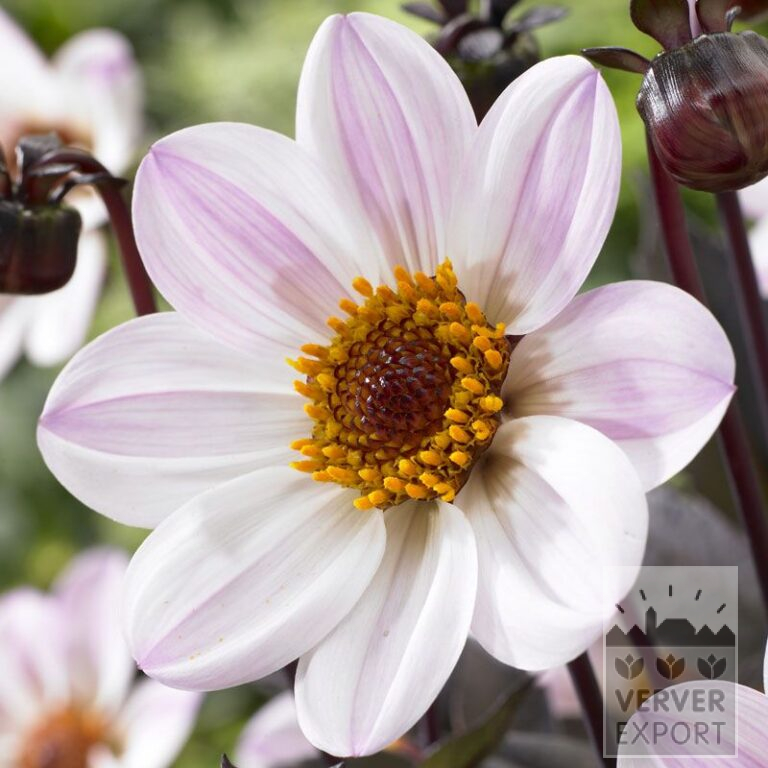 Dahlia 'Princess' (22270)