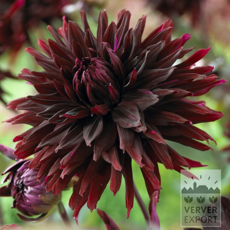 Dahlia 'Black Jack' (22300)