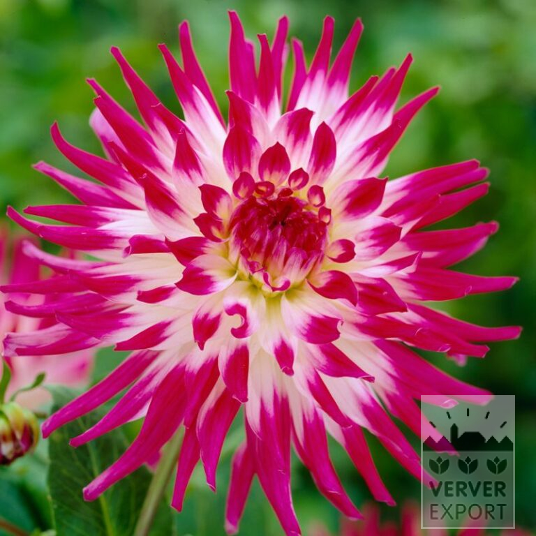 Dahlia Pré-Cultivés 'Dutch Explosion' (30020)