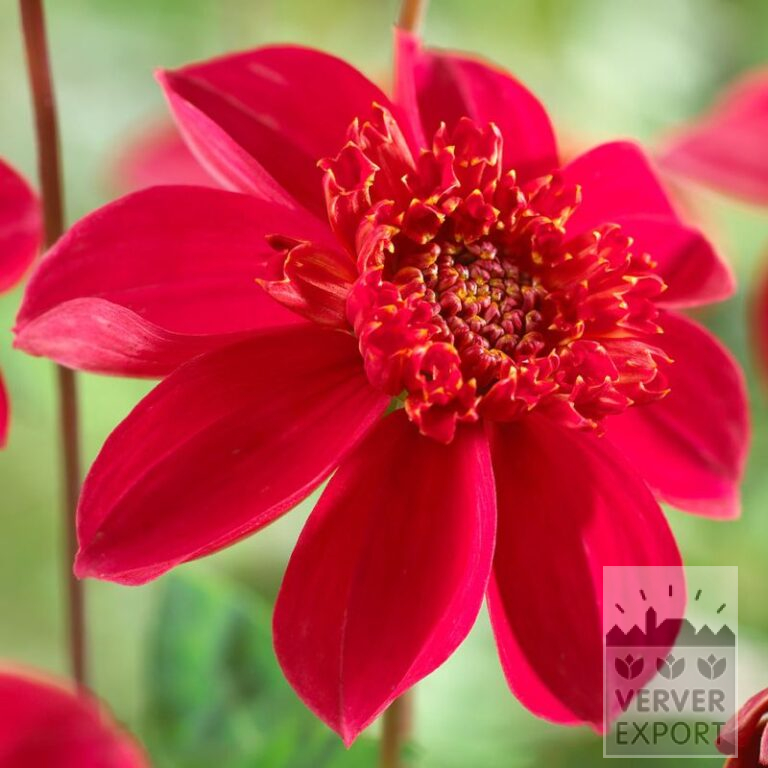 Dahlia 'Inca' (22382)