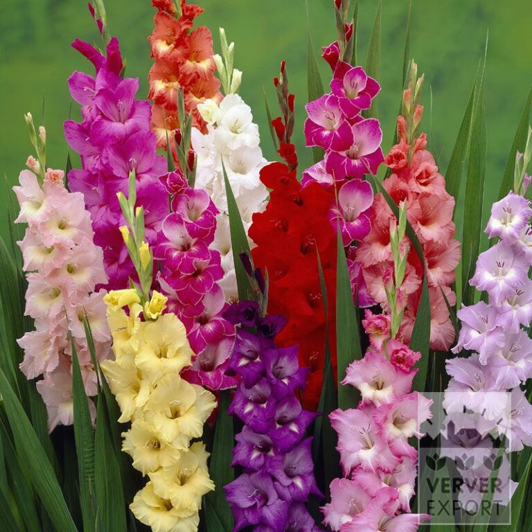 Gladiolus En mélange (23016)
