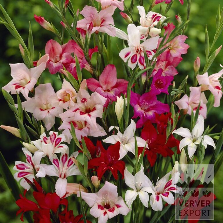 Gladiolus nanus en mélange (23017)