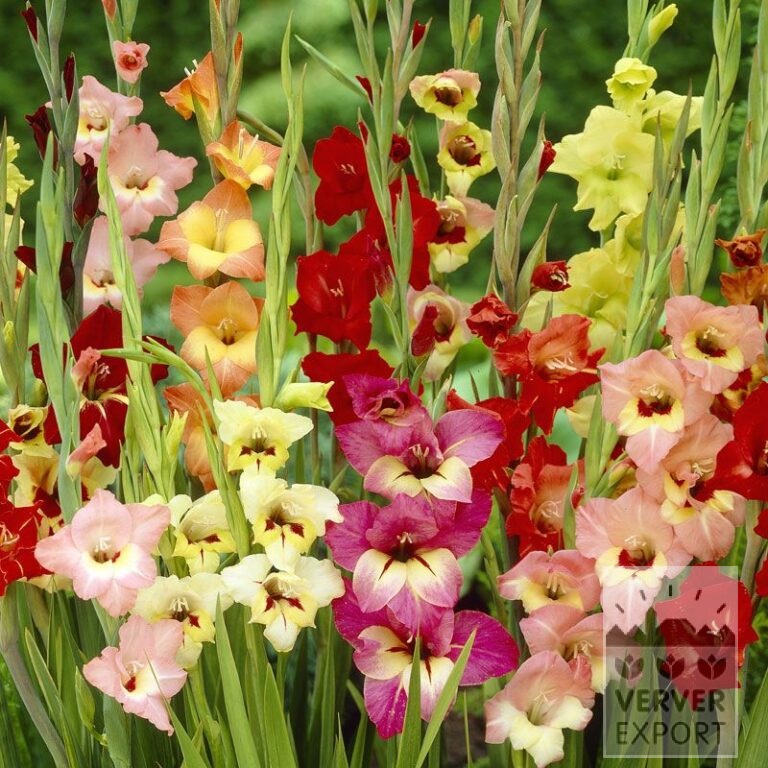 Gladiolus Butterfly en mélange (23028)