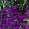 Gladiolus 'Mombasa' (23037)