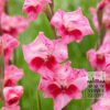 Gladiolus tubergenii 'Bibi' (23043)