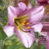 Lilium 'Pink Perfection' (24014)