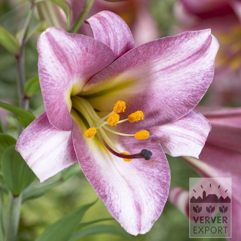Lilium 'Pink Perfection' (24014)