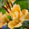 Lilium 'Apricot Fudge' (24087)