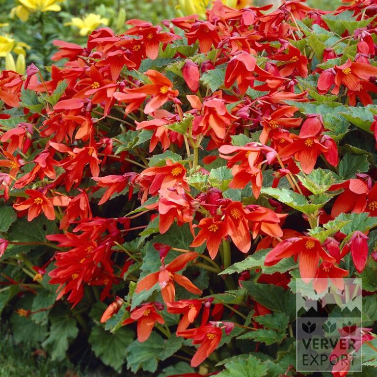 Bégonia bertinii (25001)