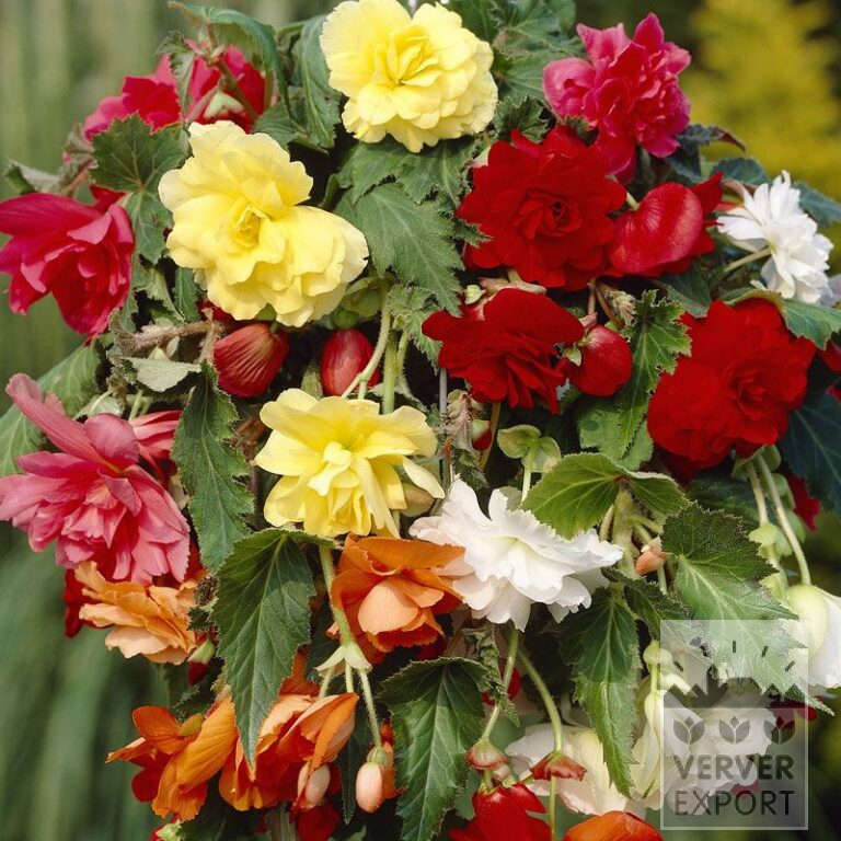 Bégonia pendula en mélange (25007)