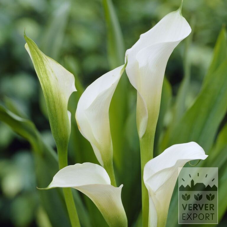 Zantedeschia Supri-Blanc (26001)