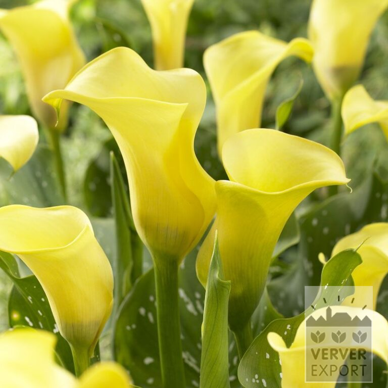 Zantedeschia Supri-Jaune (26002)