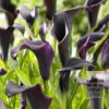 Zantedeschia Supri-Noire (26003)
