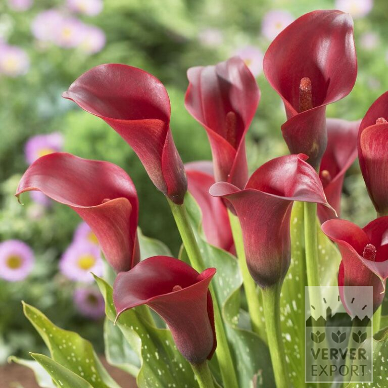 Zantedeschia Supri-Rouge (26006)