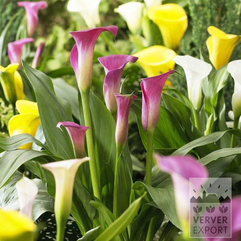 Zantedeschia Supri-Mélange (26009)
