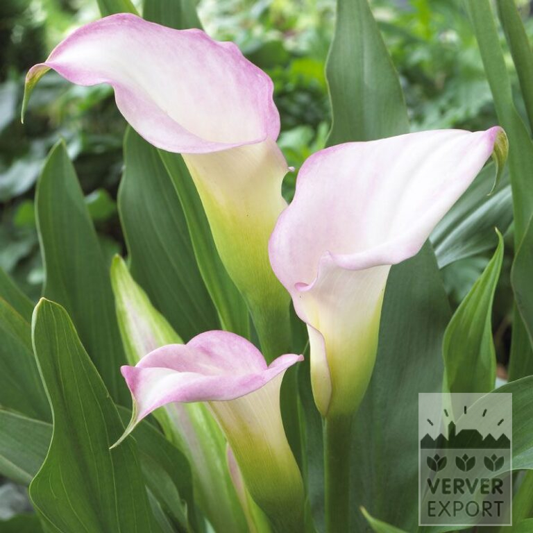 Zantedeschia Supri-Bi-Color Rose et Blanc (26013)