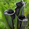 Zantedeschia Supri-All Black (26014)