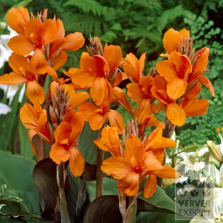 Canna 'Orange Perfection' (27025)