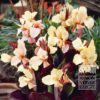 Canna 'Angèle Martin' (27026)