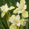 Iris sibirica 'Chartreuse Bounty' (28002)