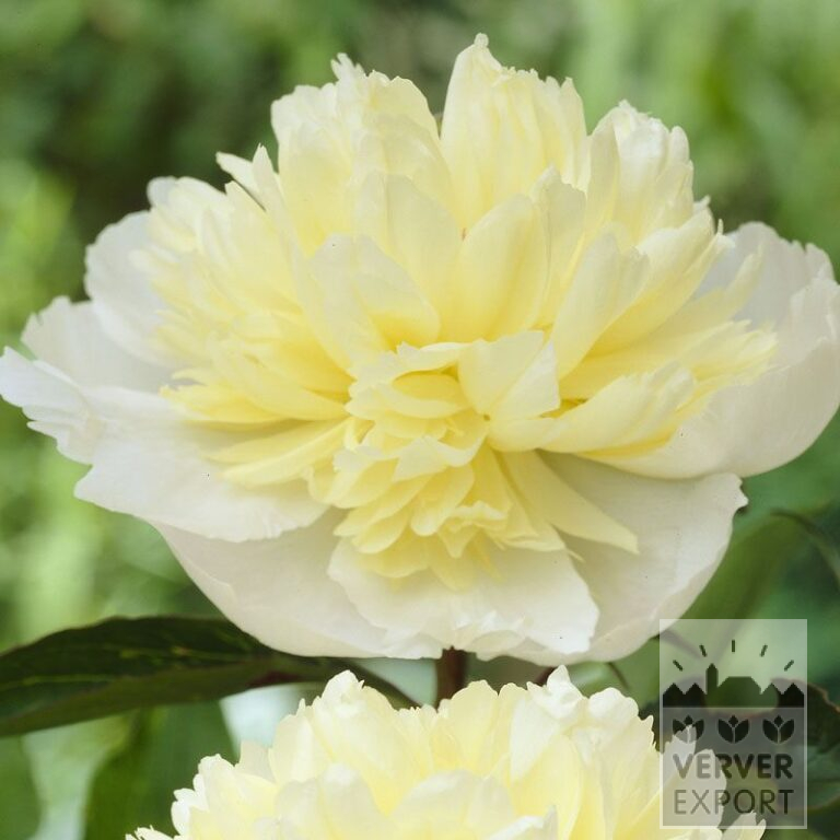 Paeonia 'Laura Dessert' (28006)