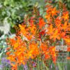 Crocosmia 'Prince of Orange' (28020)