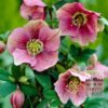 Helleborus orientalis (28024)