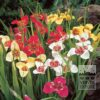 Tigridia pavonia en mélange (28034)