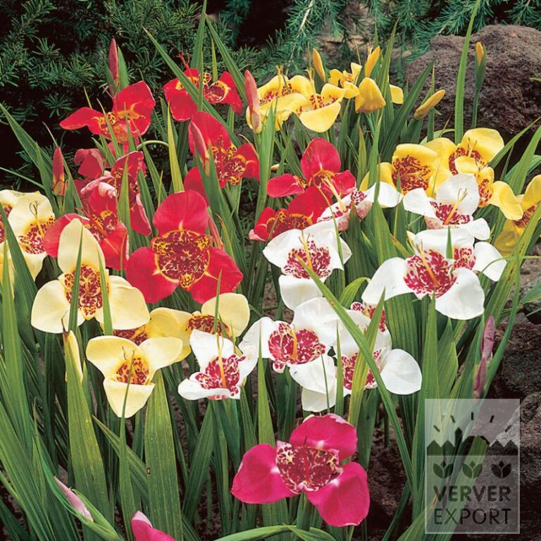 Tigridia pavonia en mélange (28034)