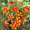 Crocosmia 'Emily McKenzie' (29018)