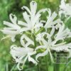 Nerine bowdenii blanc (29028)