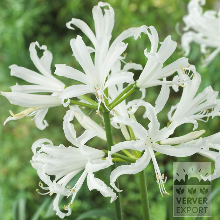 Nerine bowdenii blanc (29028)