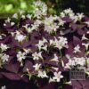Oxalis triangularis (29034)