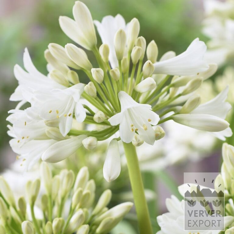 Agapanthe blanc (29047)