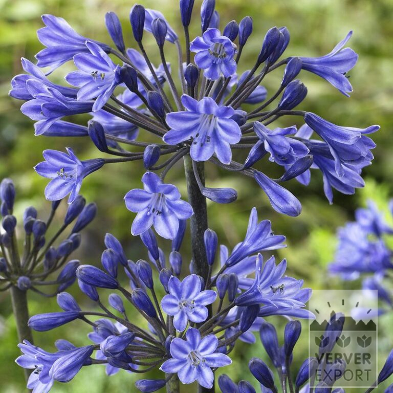 Agapanthe bleu foncé - souche géante (29053)