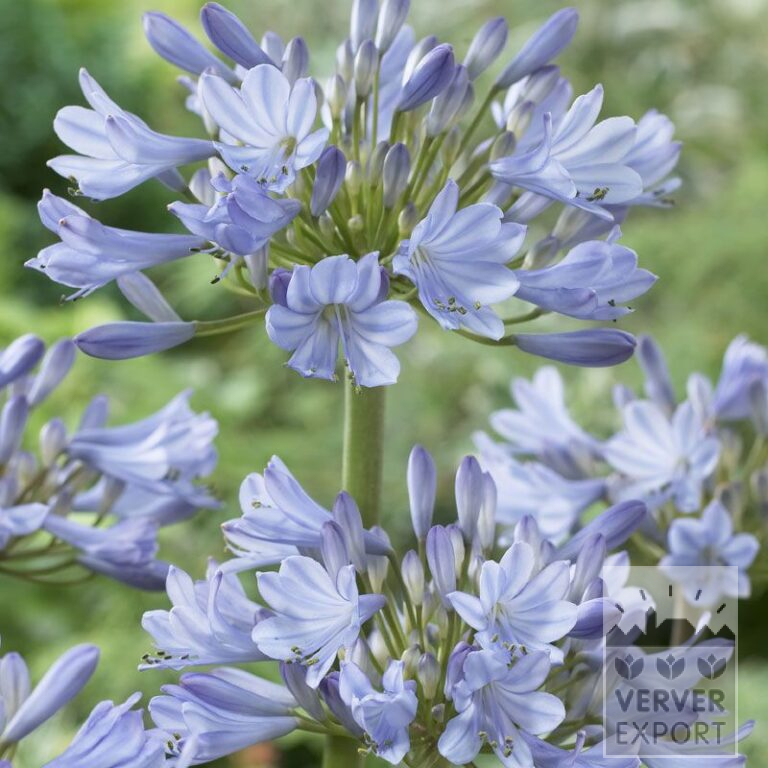Agapanthe bleu clair (29071)