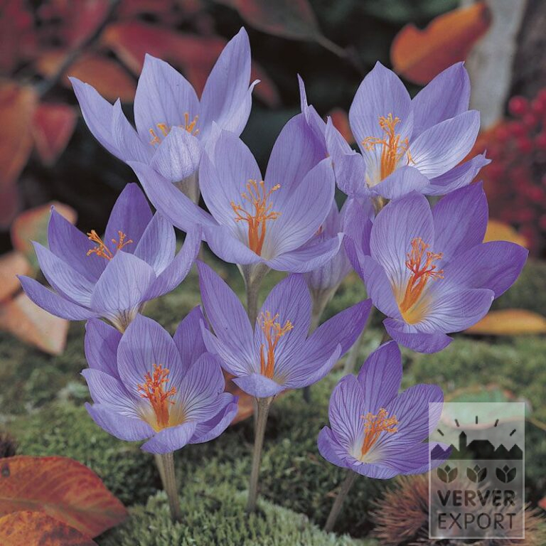 Crocus speciosus 'Conqueror' (29088)