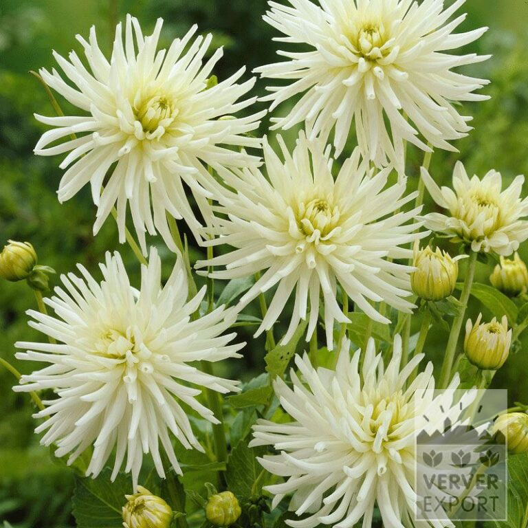Dahlia Pré-Cultivés 'Playa Blanca' (29112)
