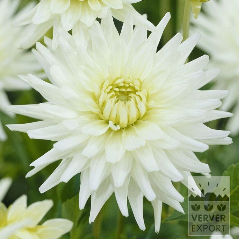 Dahlia Pré-Cultivés 'My Love' (29123)