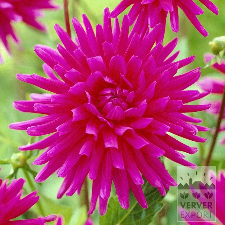 Dahlia Pré-Cultivés 'Purple Gem' (29127)
