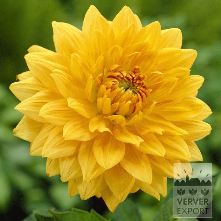 Dahlia Pré-Cultivés 'Glorie van Noordwijk' (29136)