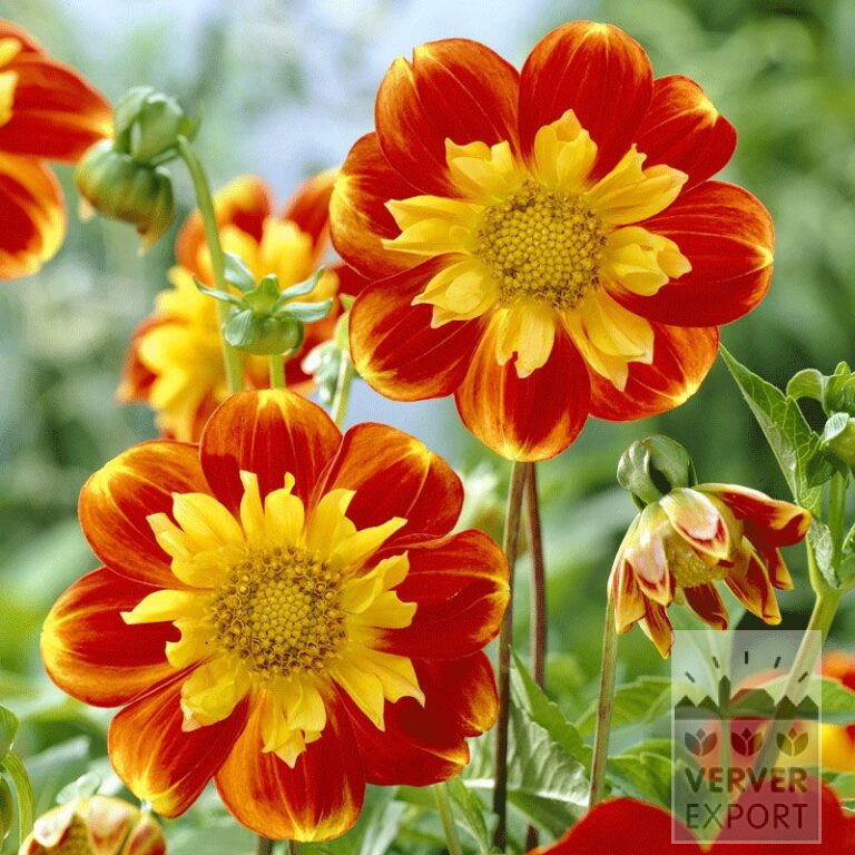 Dahlia Pré-Cultivés 'Pooh' (29145)