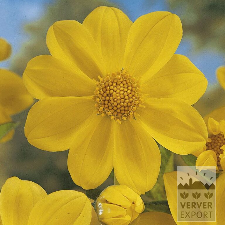 Dahlia Pré-Cultivés 'Yellow Sneezy' (29150)