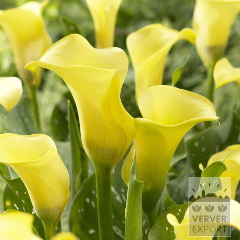 Zantedeschia Pré-Cultivés Supri-Jaune (29184)