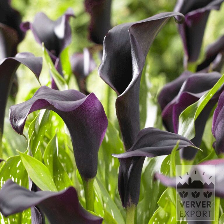 Zantedeschia Pré-Cultivés Supri-Noire (29185)