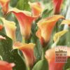 Zantedeschia Pré-Cultivés Supri-Orange (29186)