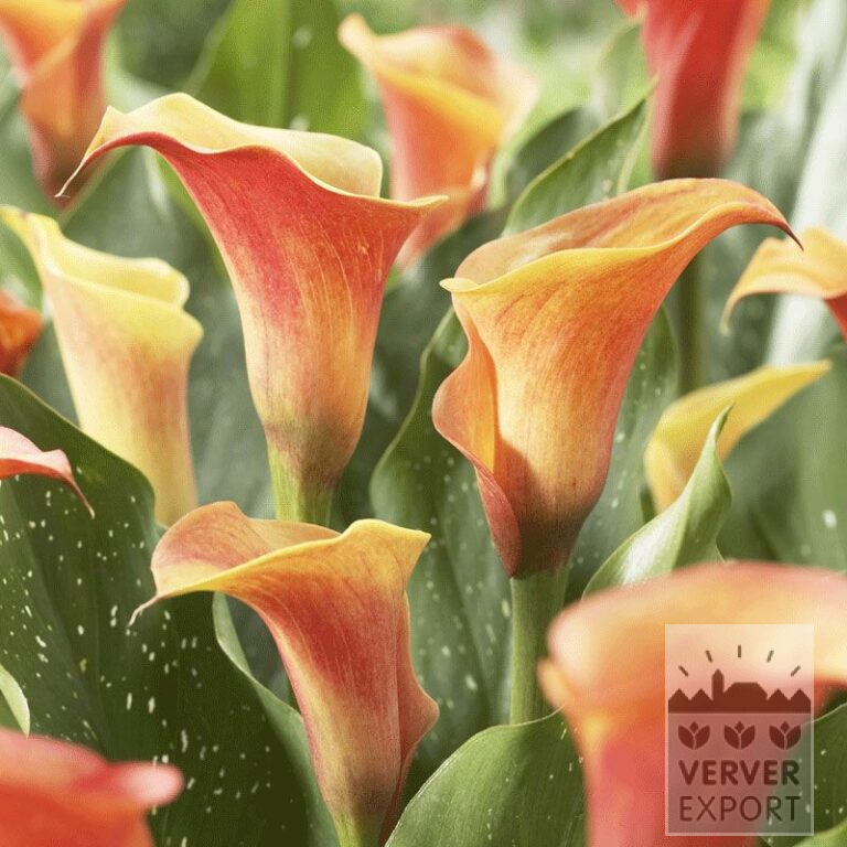 Zantedeschia Pré-Cultivés Supri-Orange (29186)